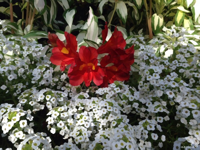 Red Flowers in White Blooms