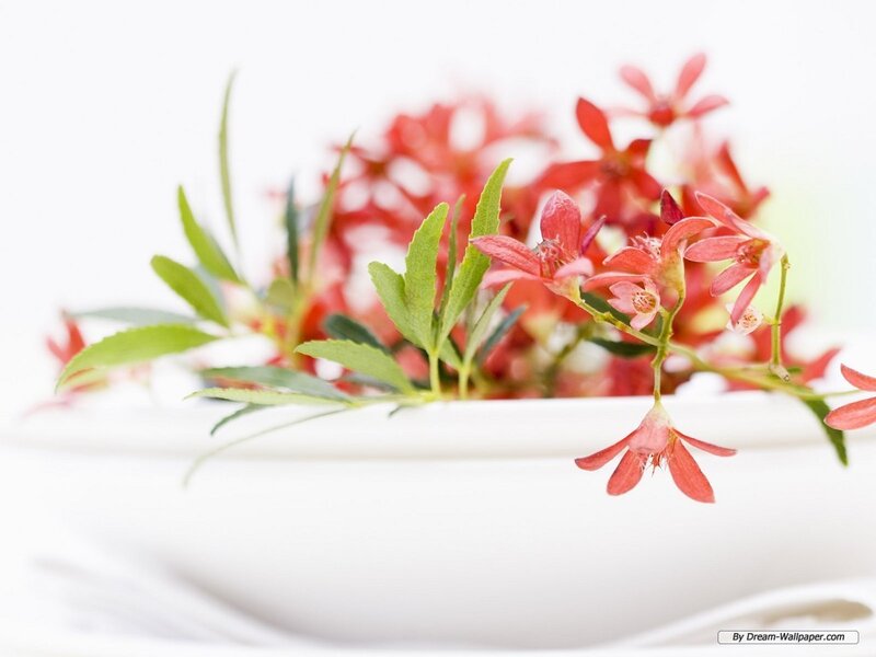 Red Flowers in White Bowl