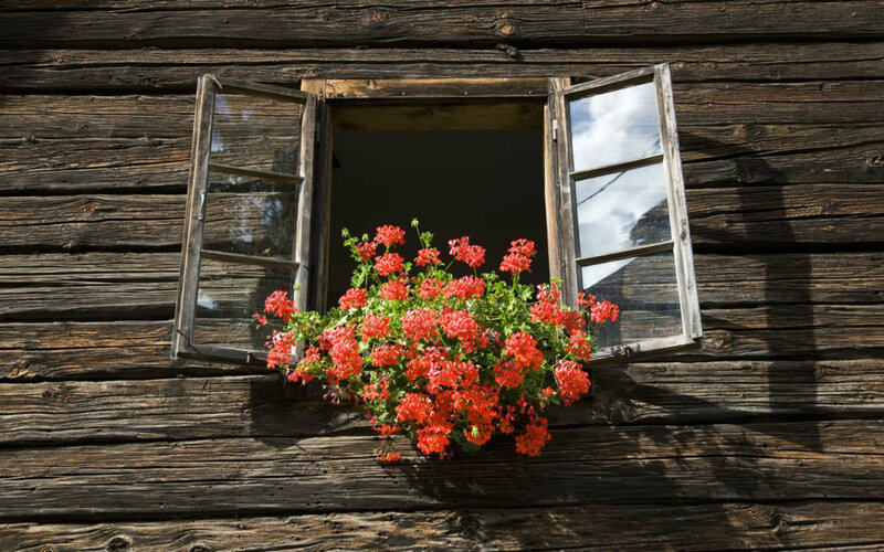Red Flowers in Window Box — Brown