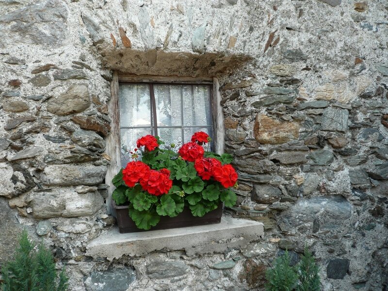 Red Flowers in Window Box — Serene