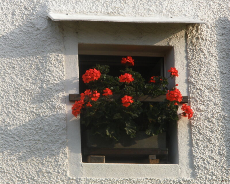 Red Flowers in Window Box