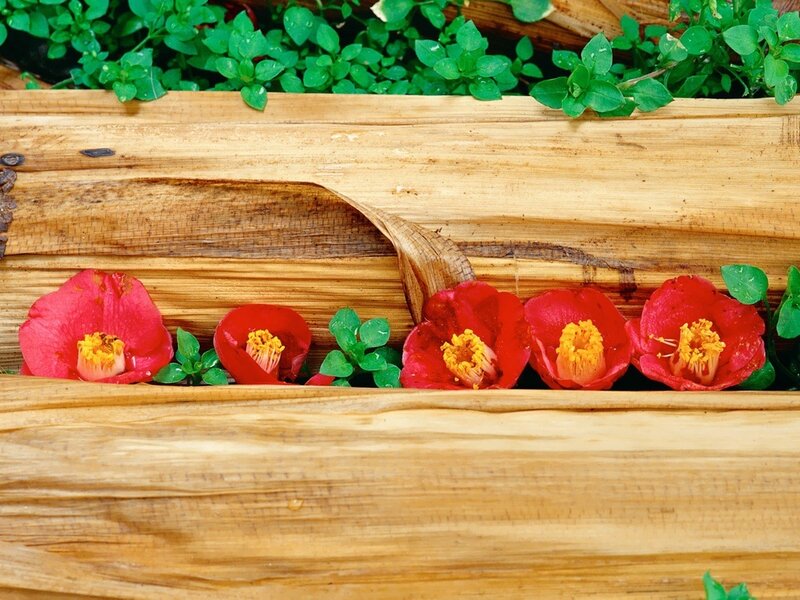 Red flowers in wooden planter
