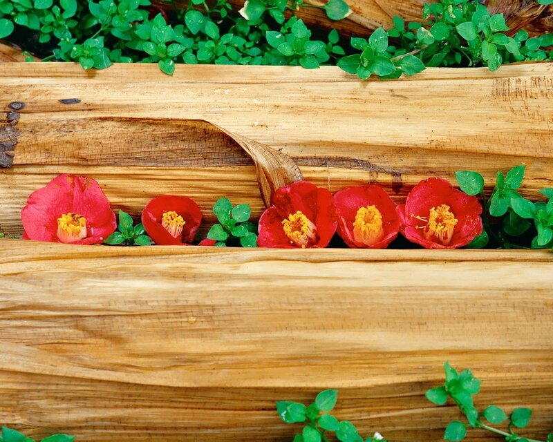 Red flowers in wooden planter