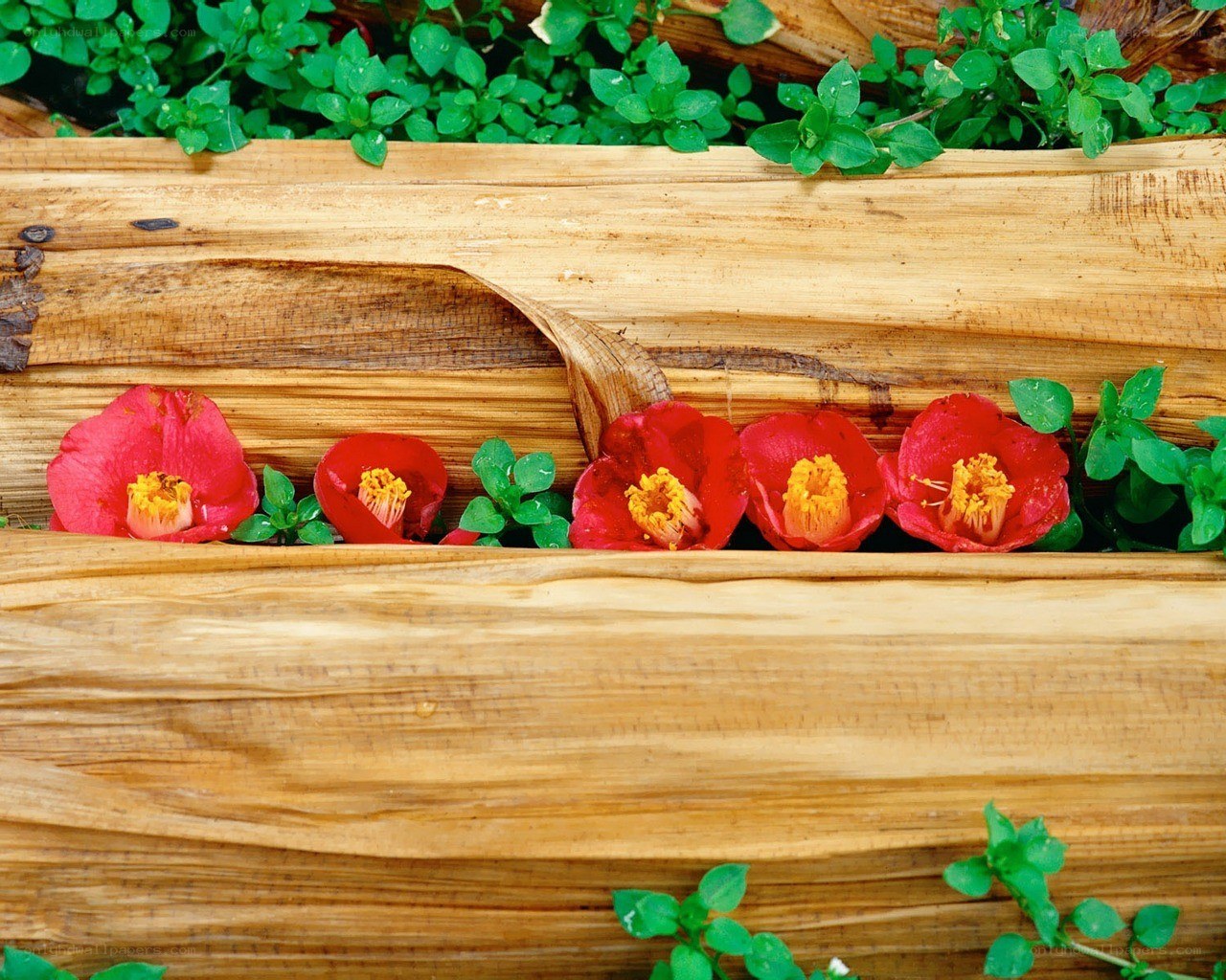 Red flowers in wooden planter