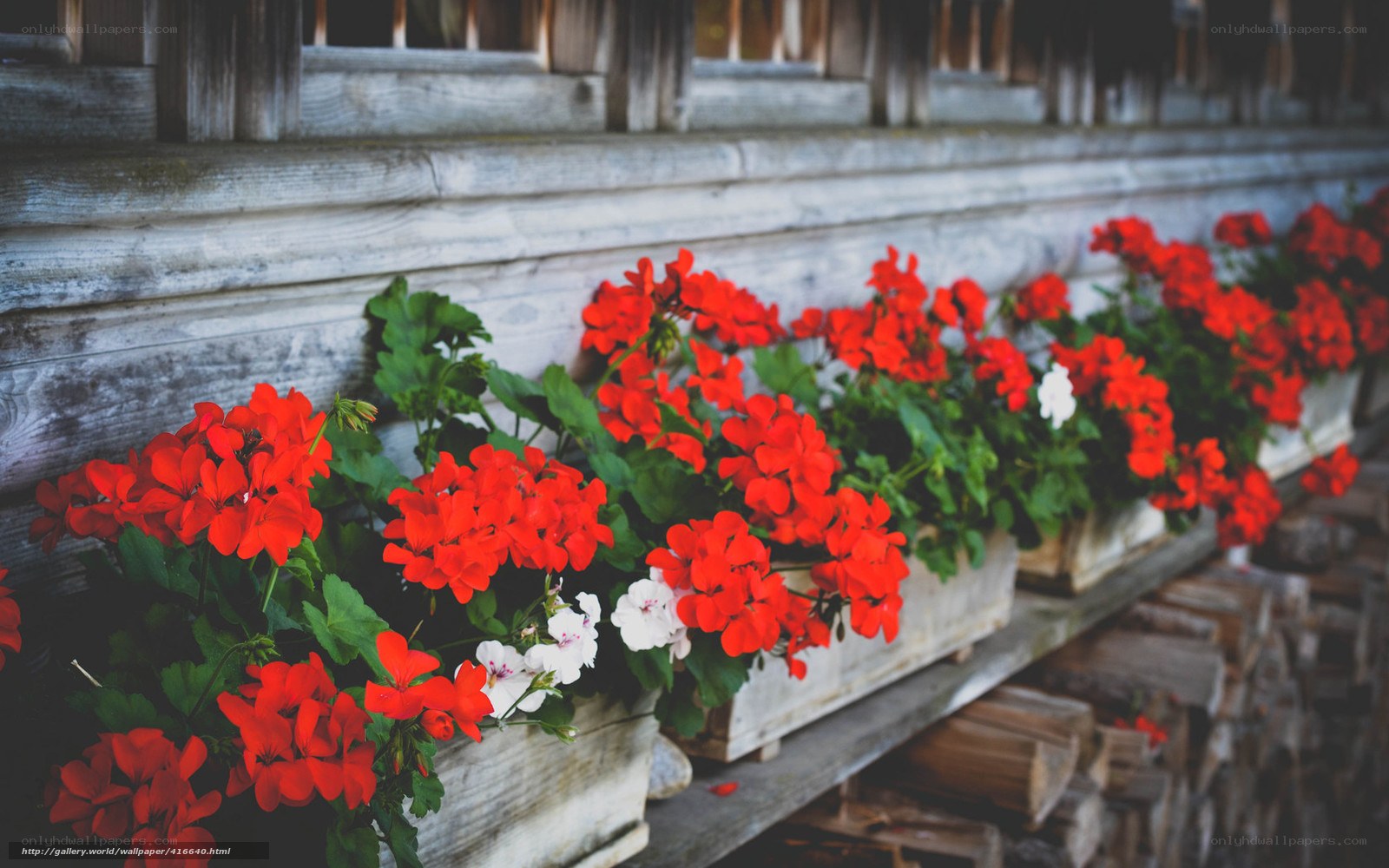 Red flowers in wooden planters