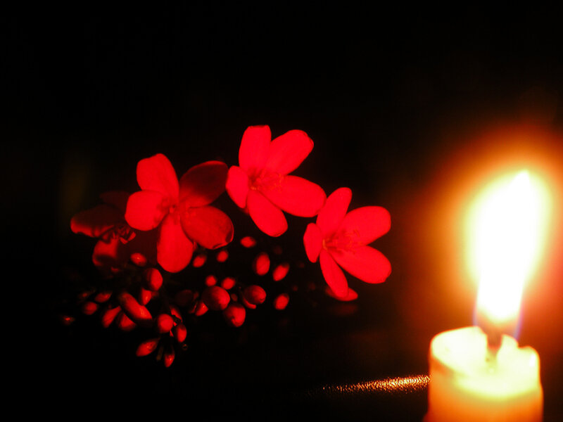 Red flowers lit by candlelight