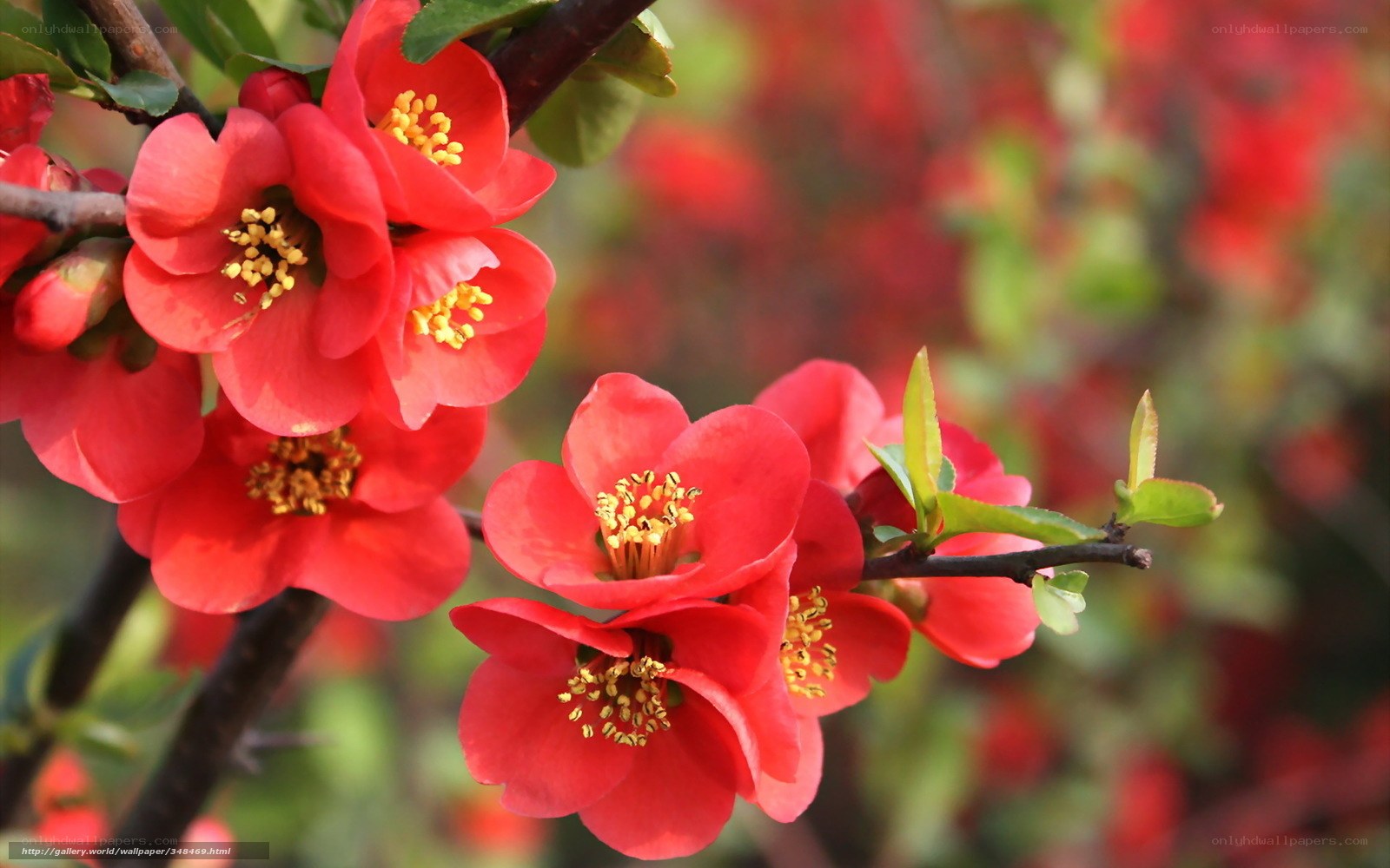 Red flowers on a branch