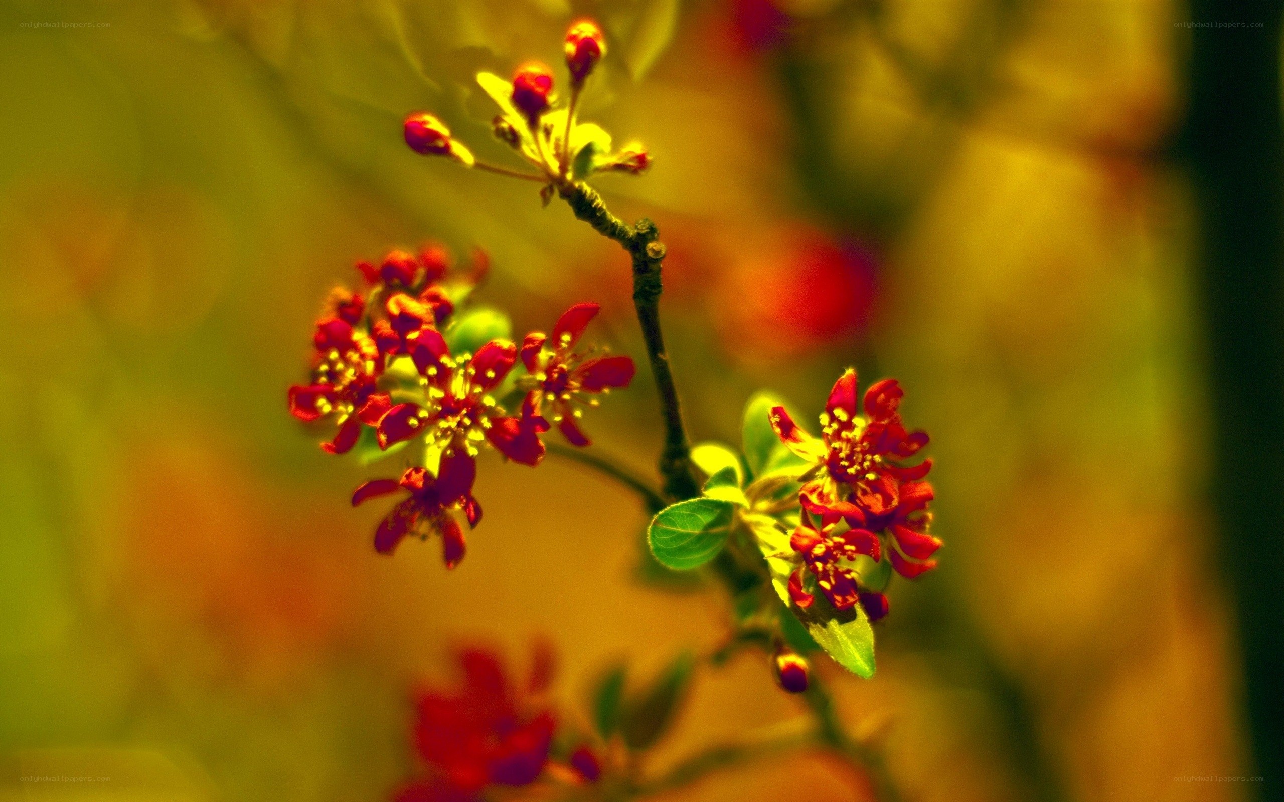 Red flowers on a branch