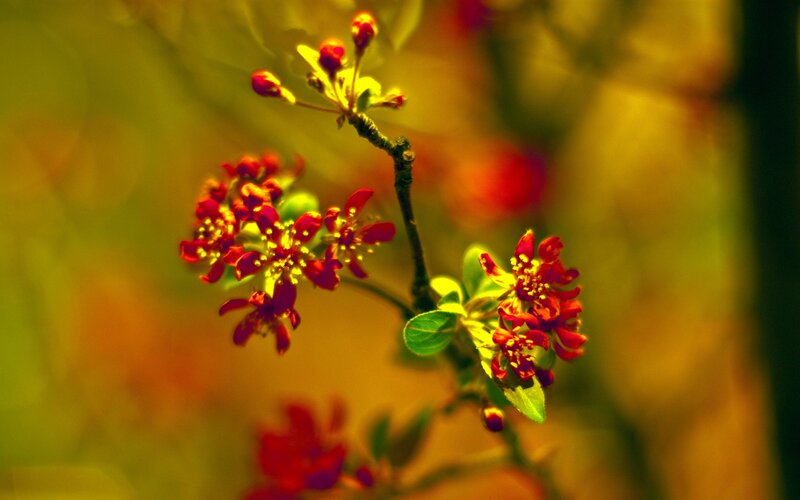Red flowers on a branch