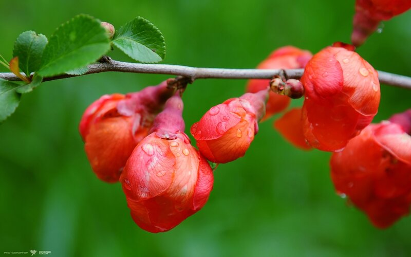 Red flowers on a branch