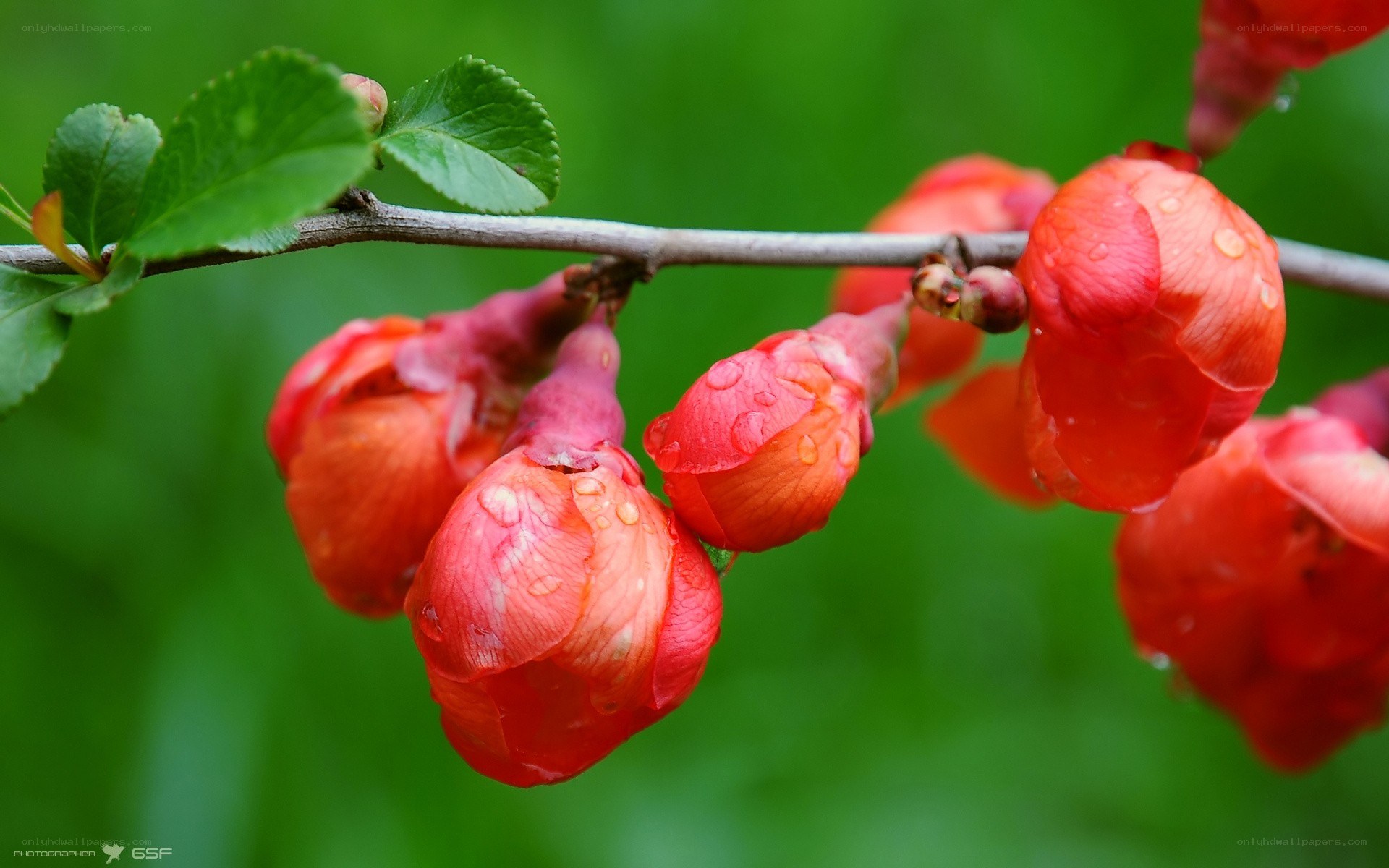 Red flowers on a branch