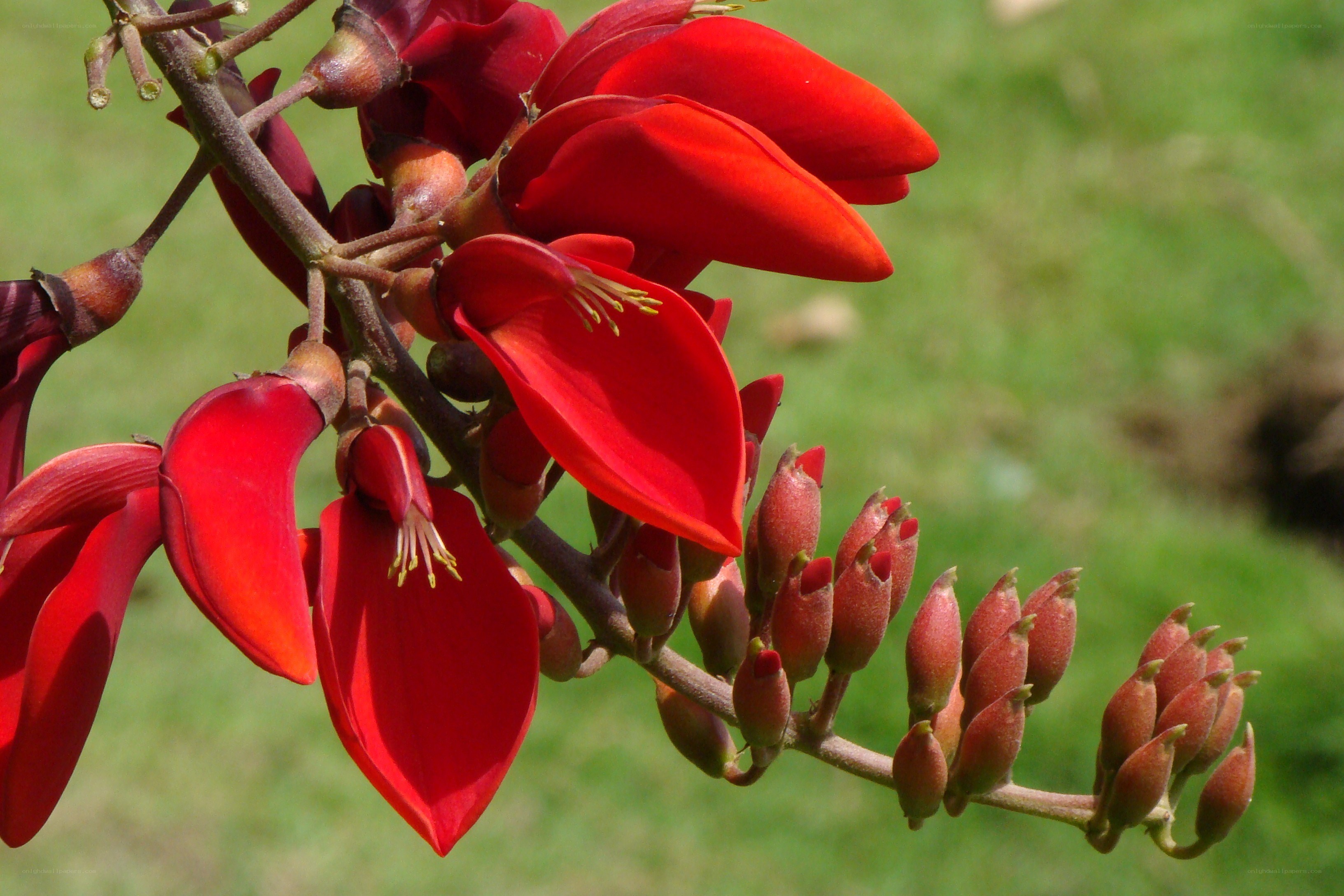 Red flowers on a branch