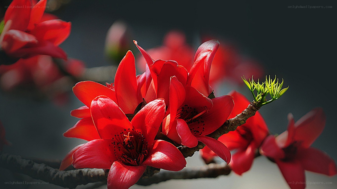 Red flowers on a branch
