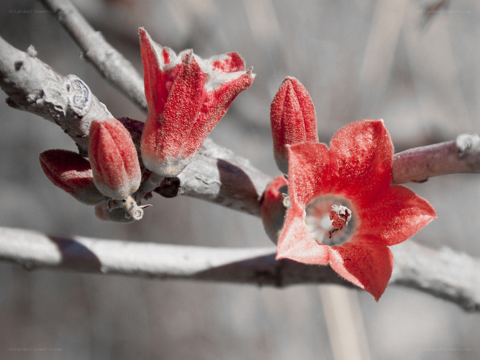 Red flowers on a branch