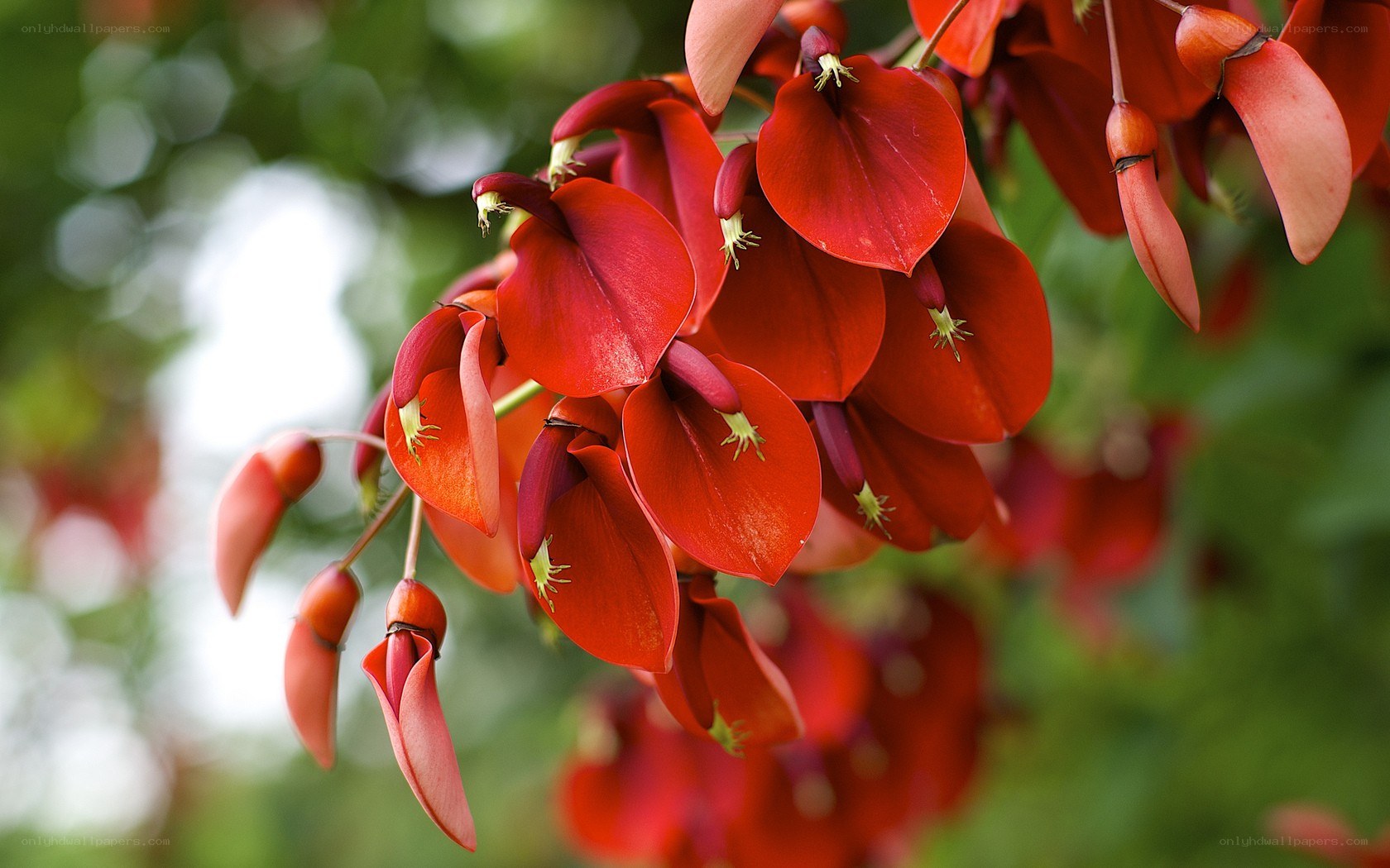 Red flowers on a branch