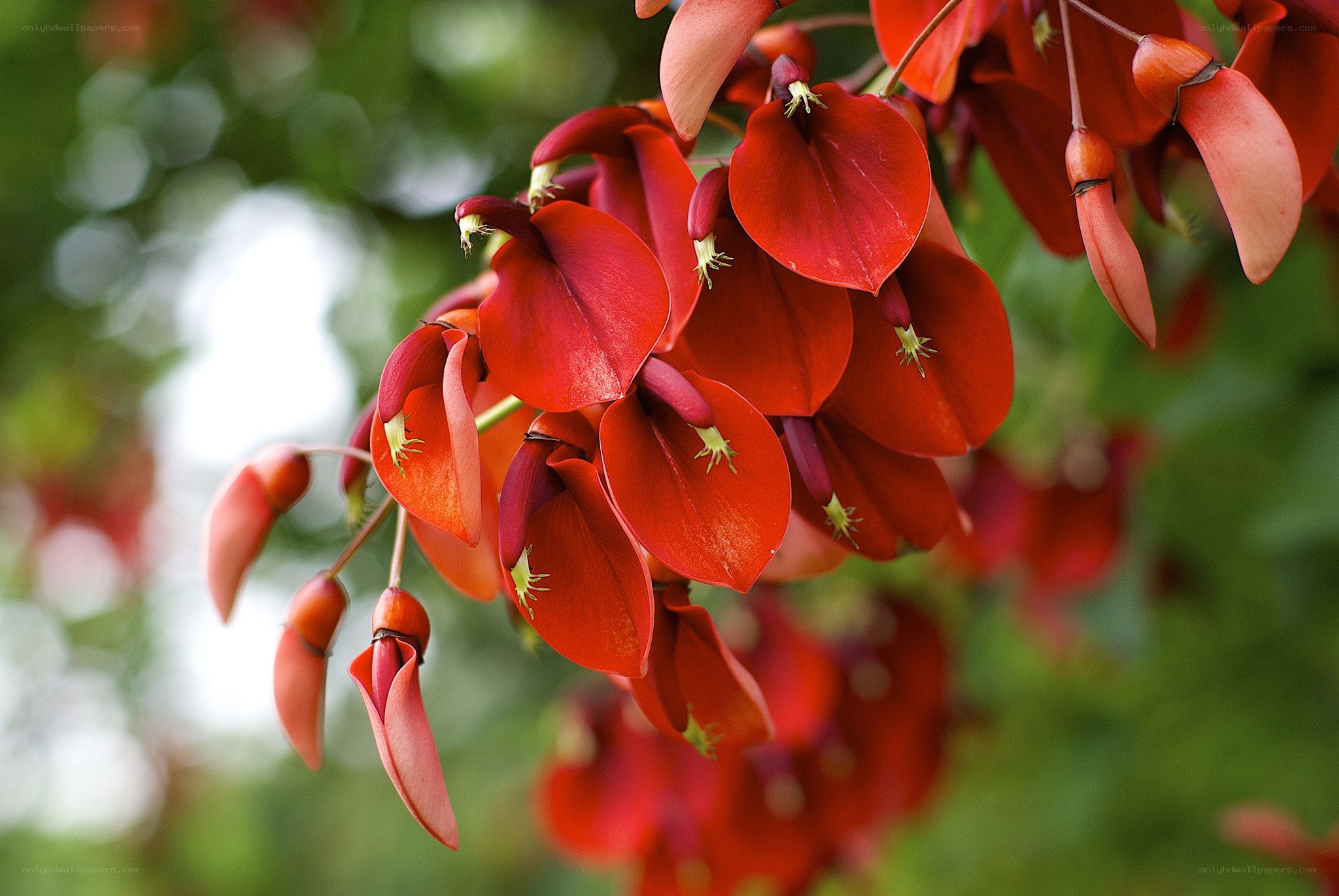Red flowers on a branch