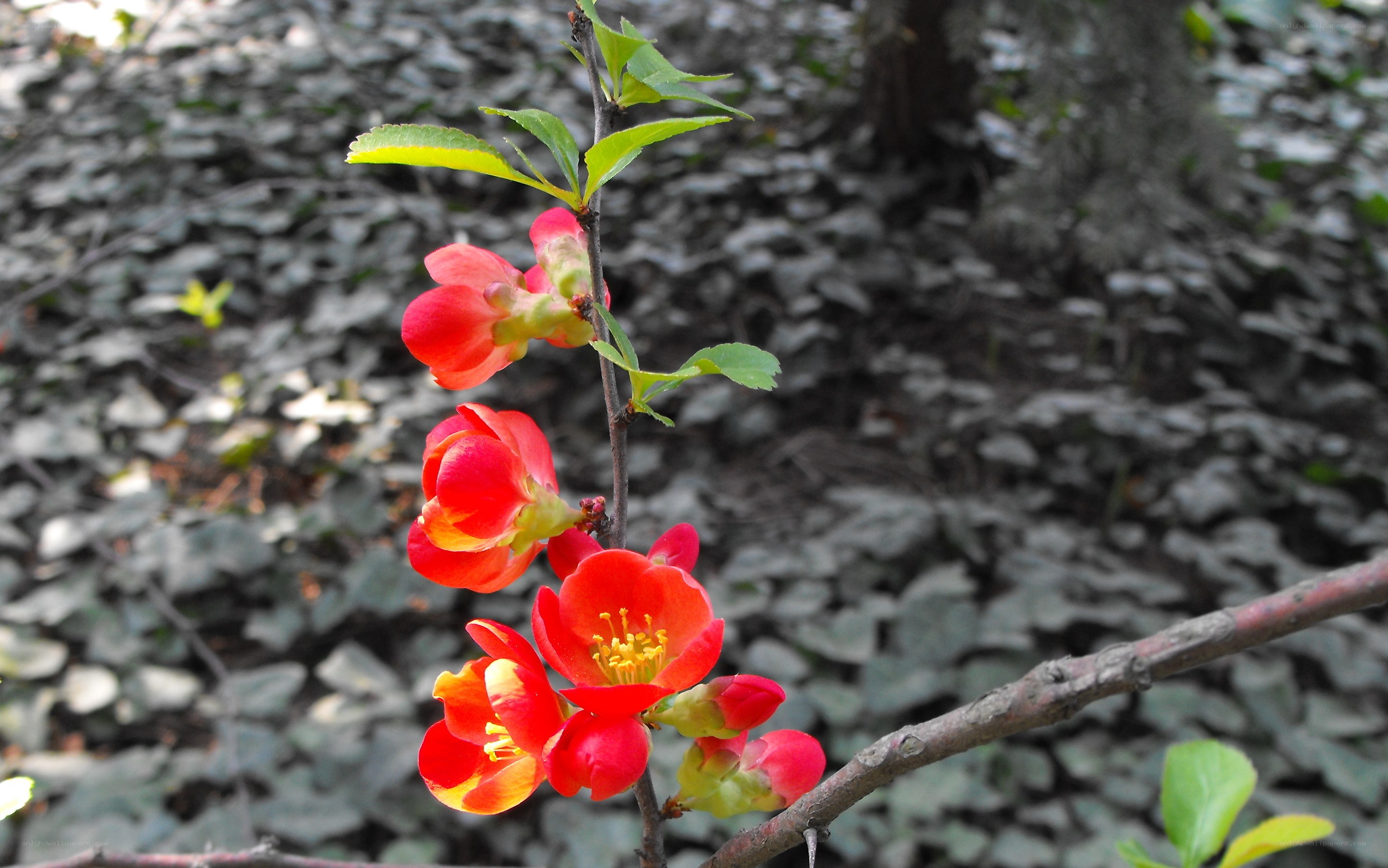Red flowers on a branch