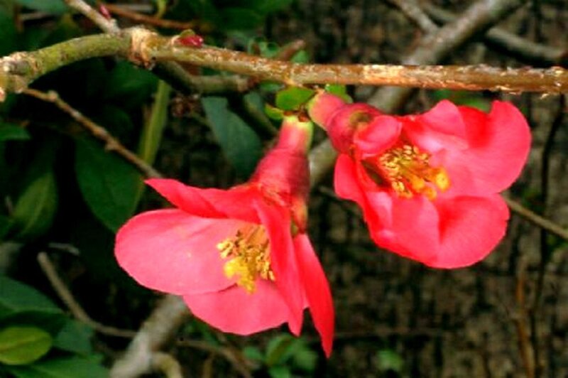 Red flowers on a branch