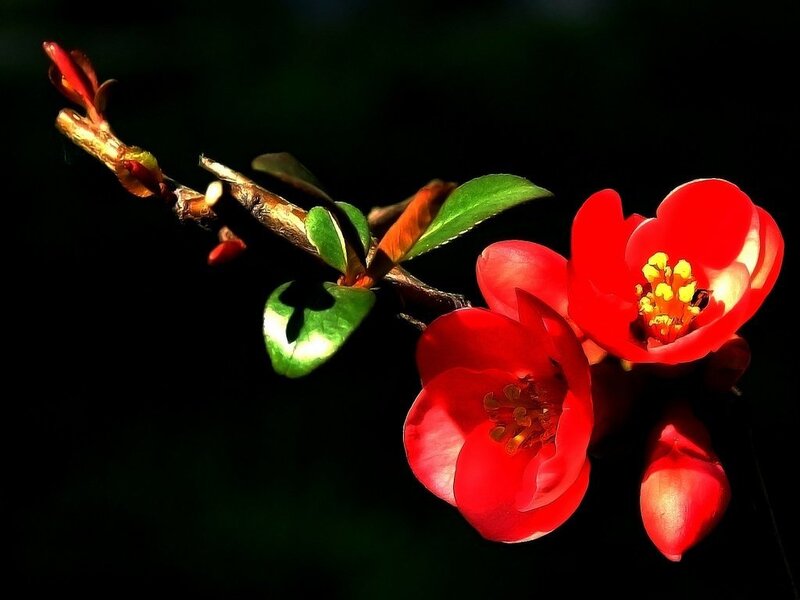 Red flowers on a branch