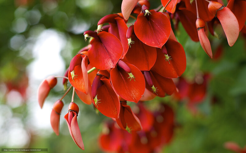Red Flowers on a Branch — Natural