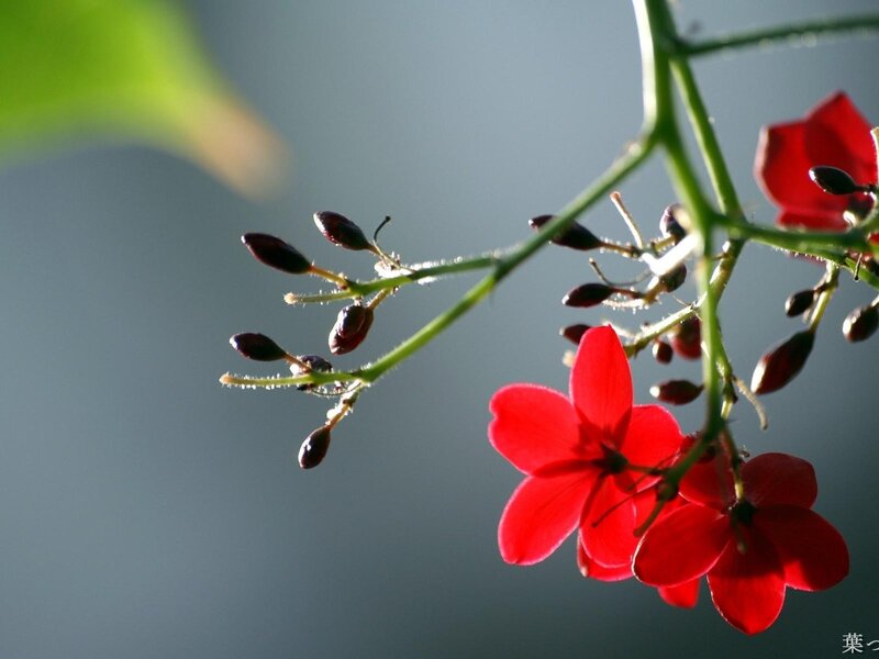Red Flowers on a Branch — Serene