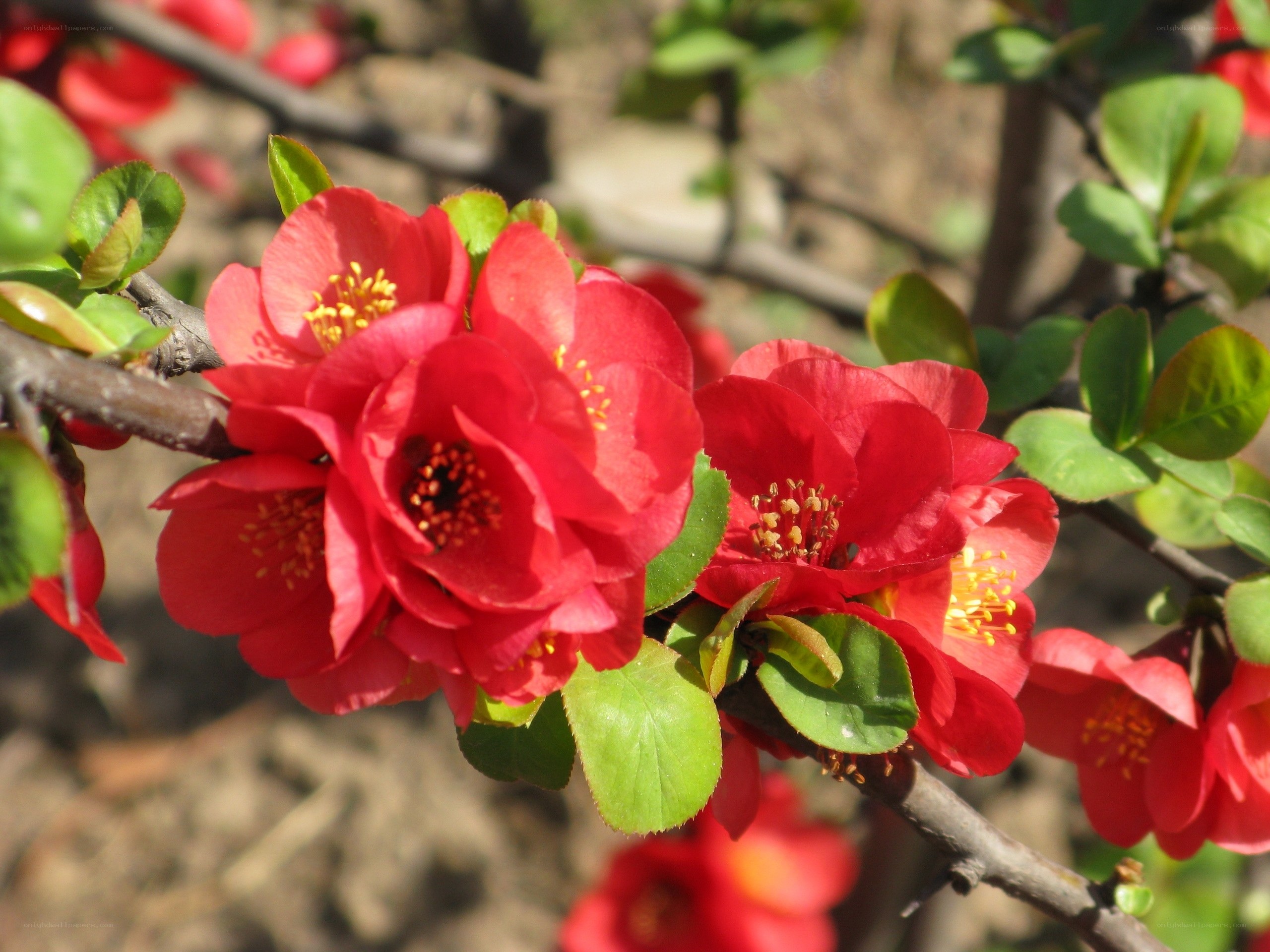 Red flowers on a branch