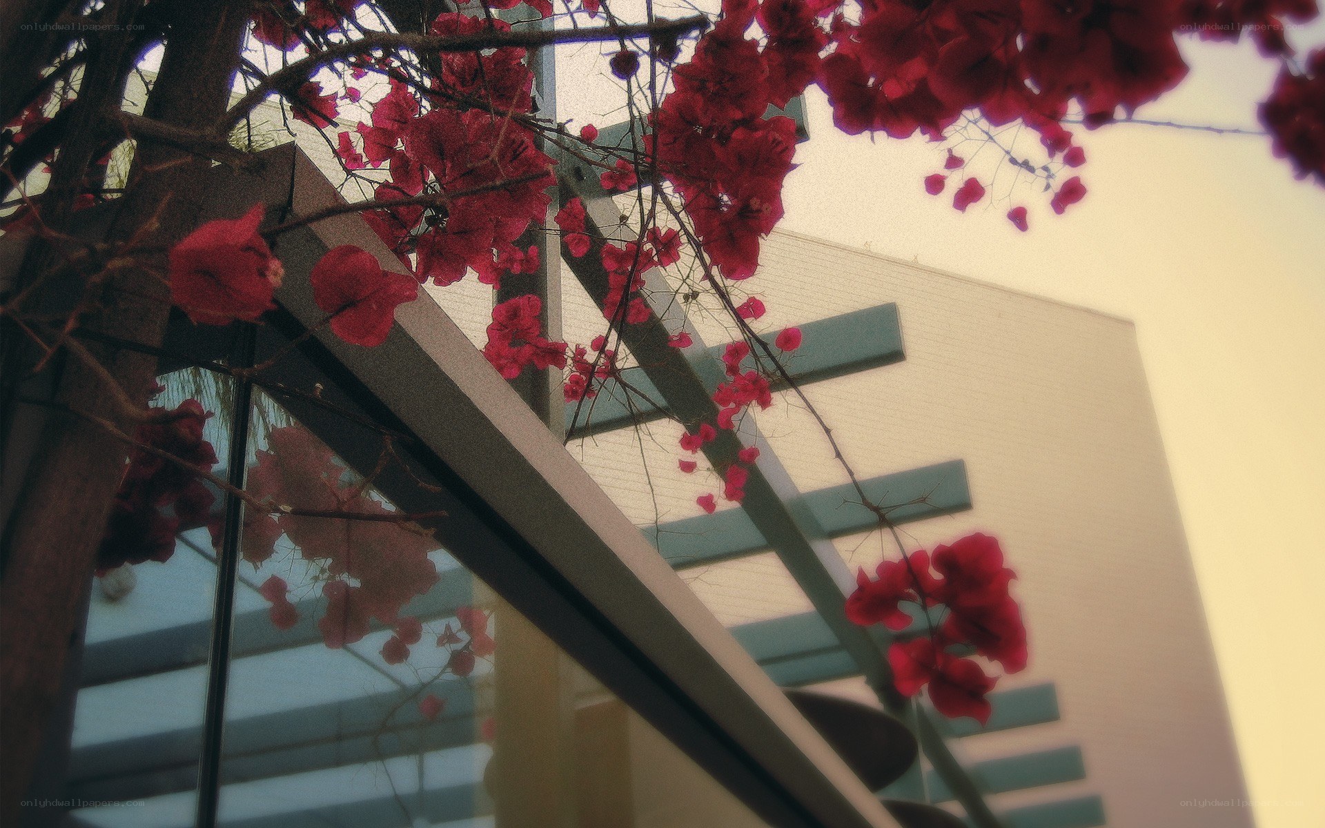 Red flowers on a building