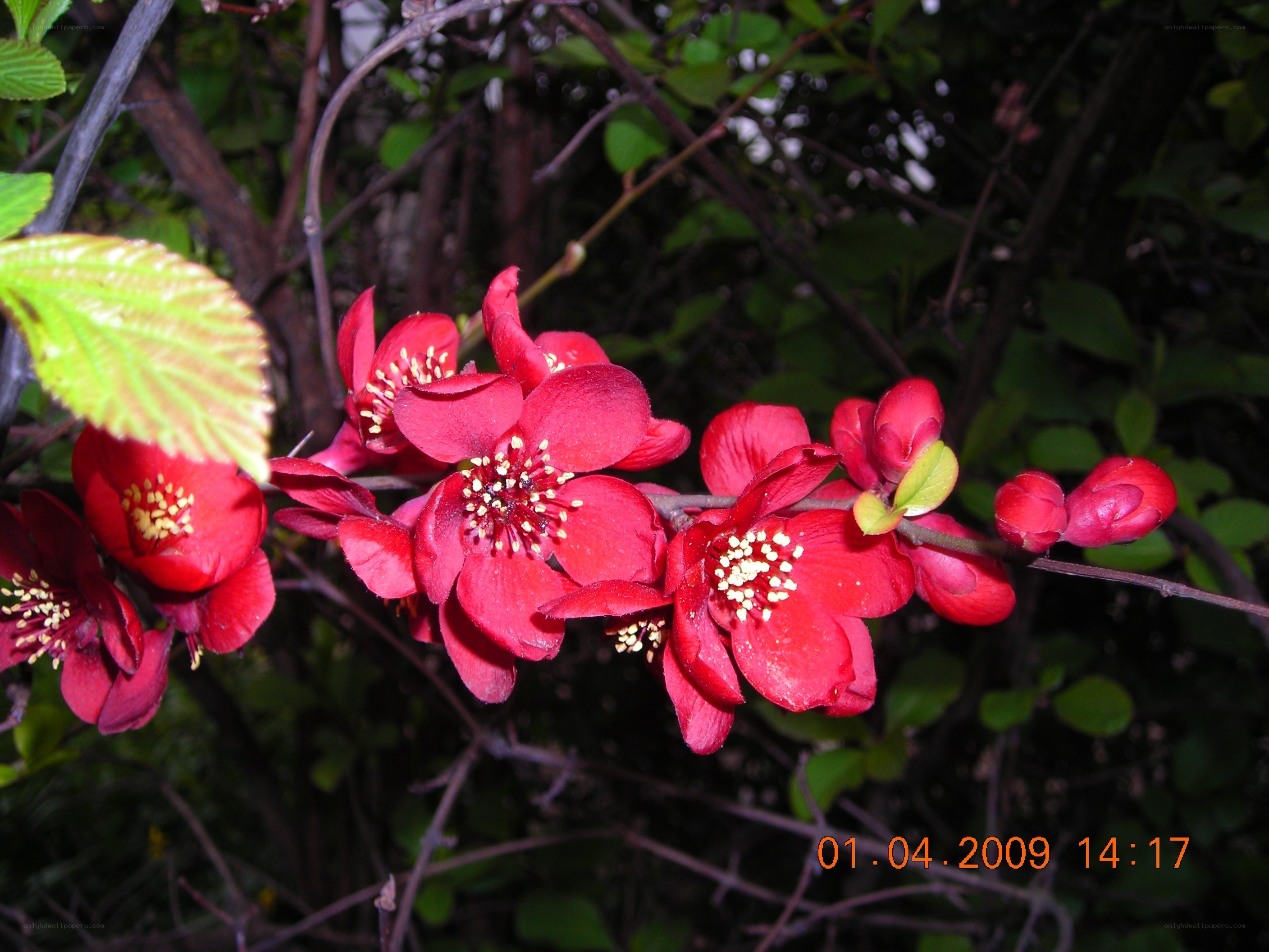 Red flowers on a bush