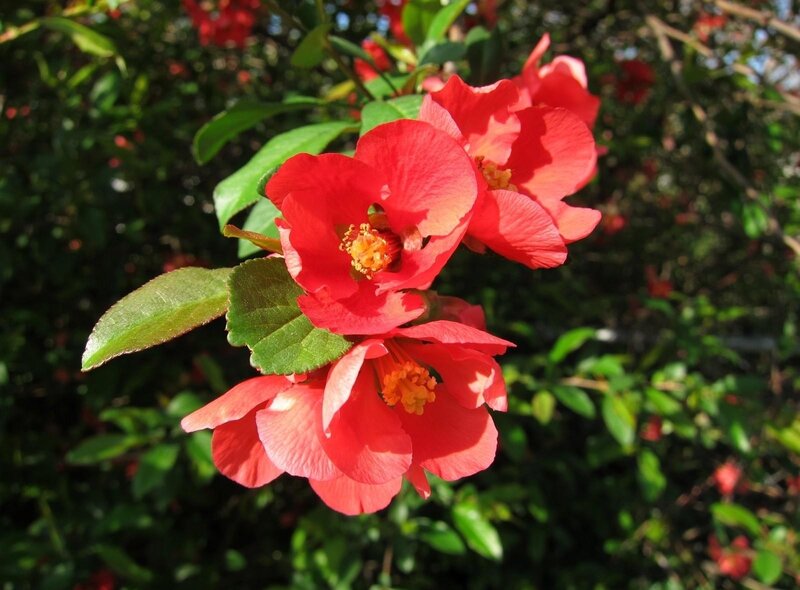 Red flowers on a bush