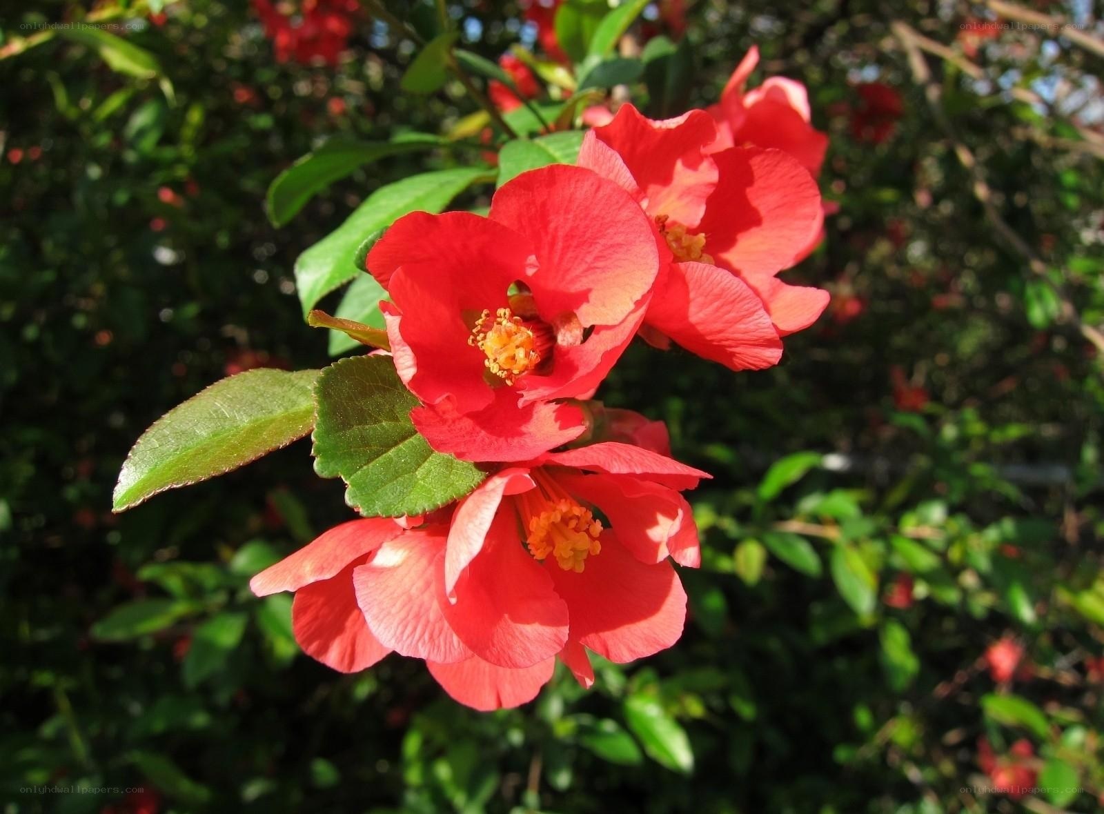 Red flowers on a bush