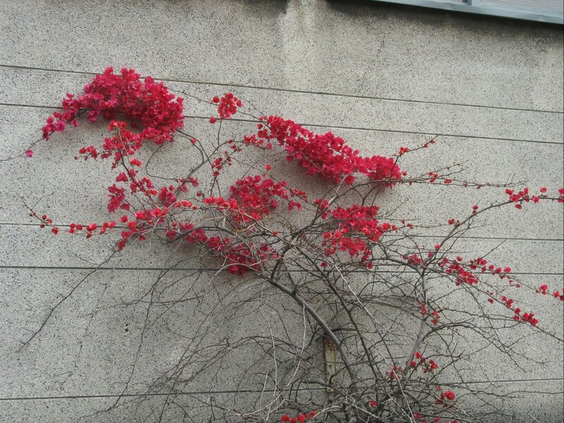 Red flowers on a concrete wall