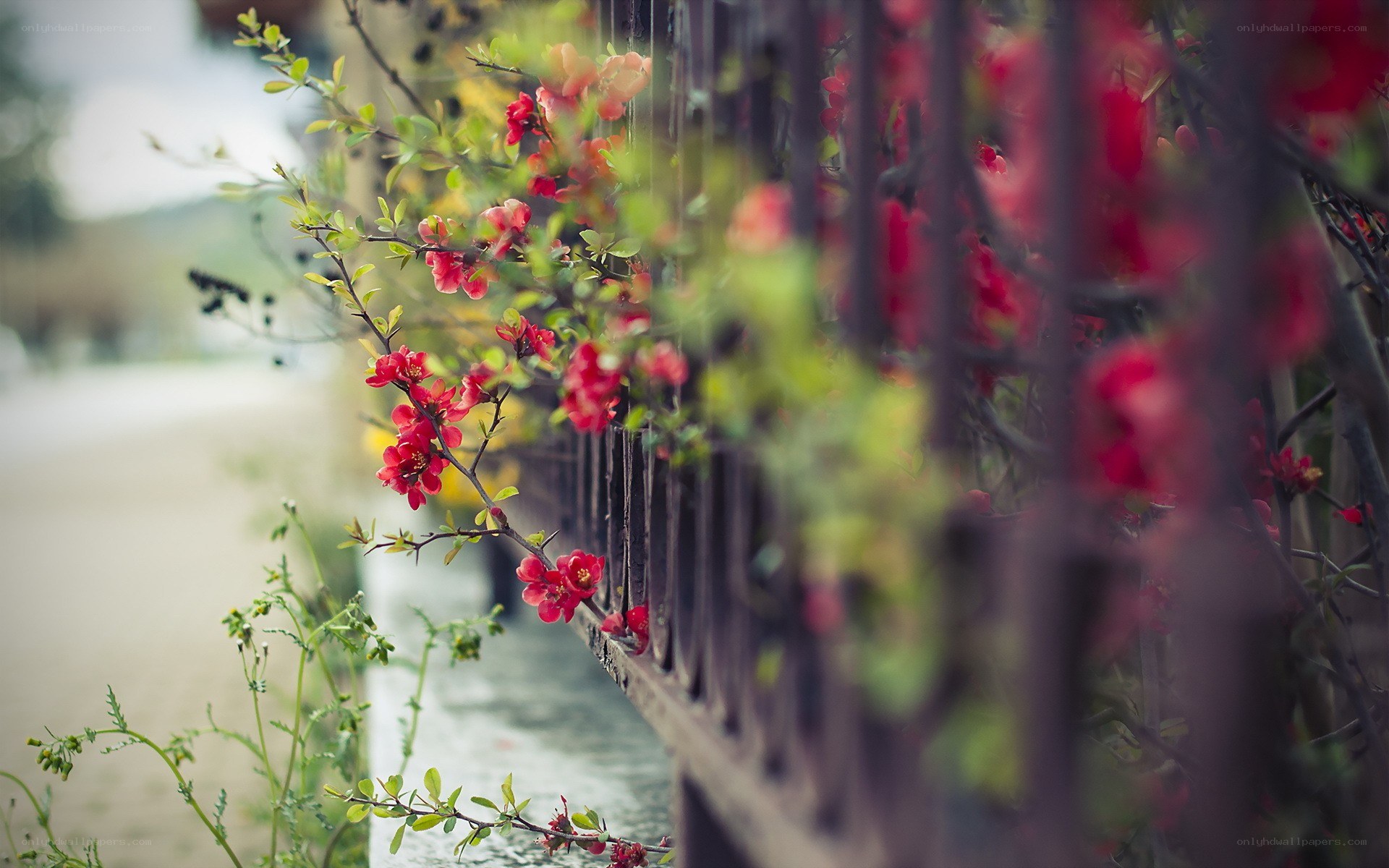 Red flowers on a fence
