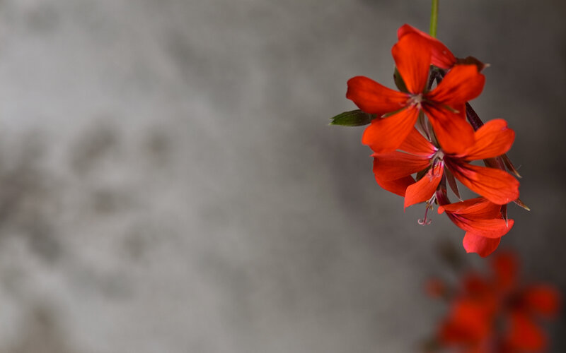 Red flowers on a gray background