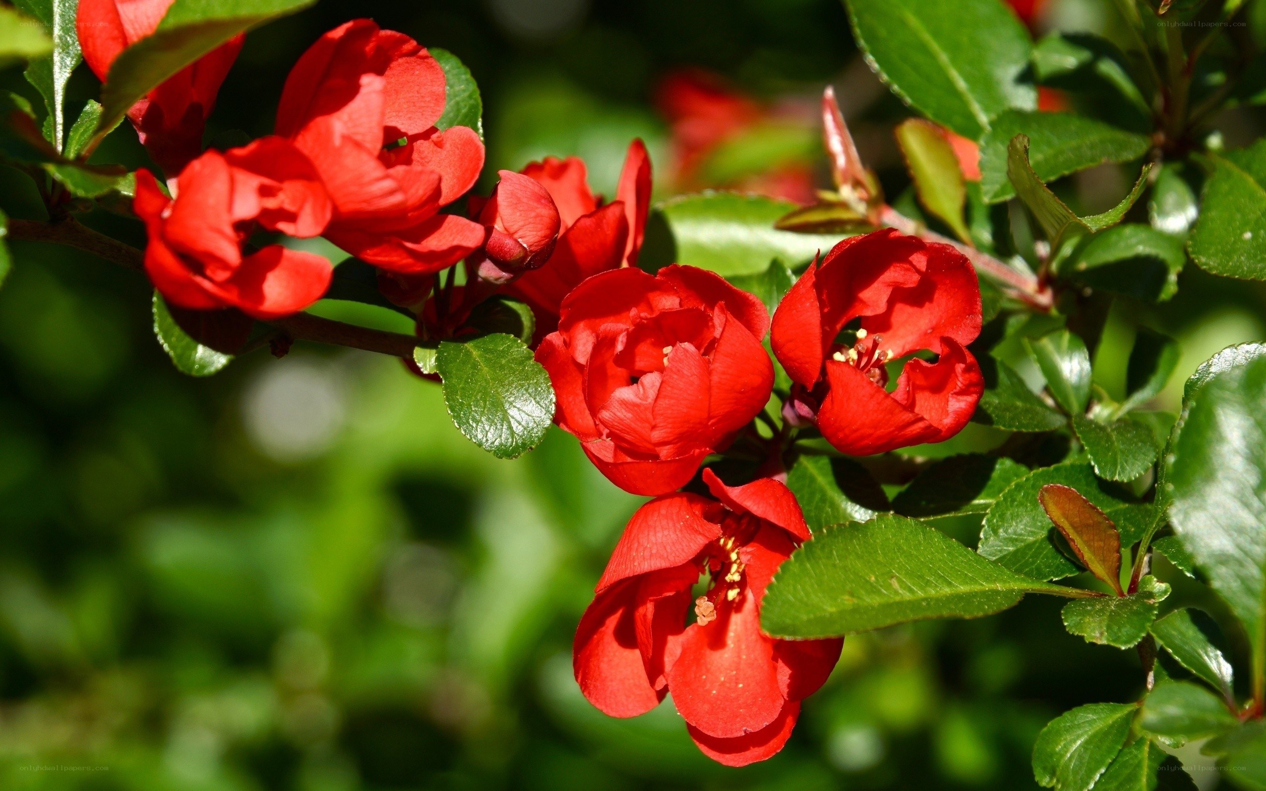 Red flowers on a green bush