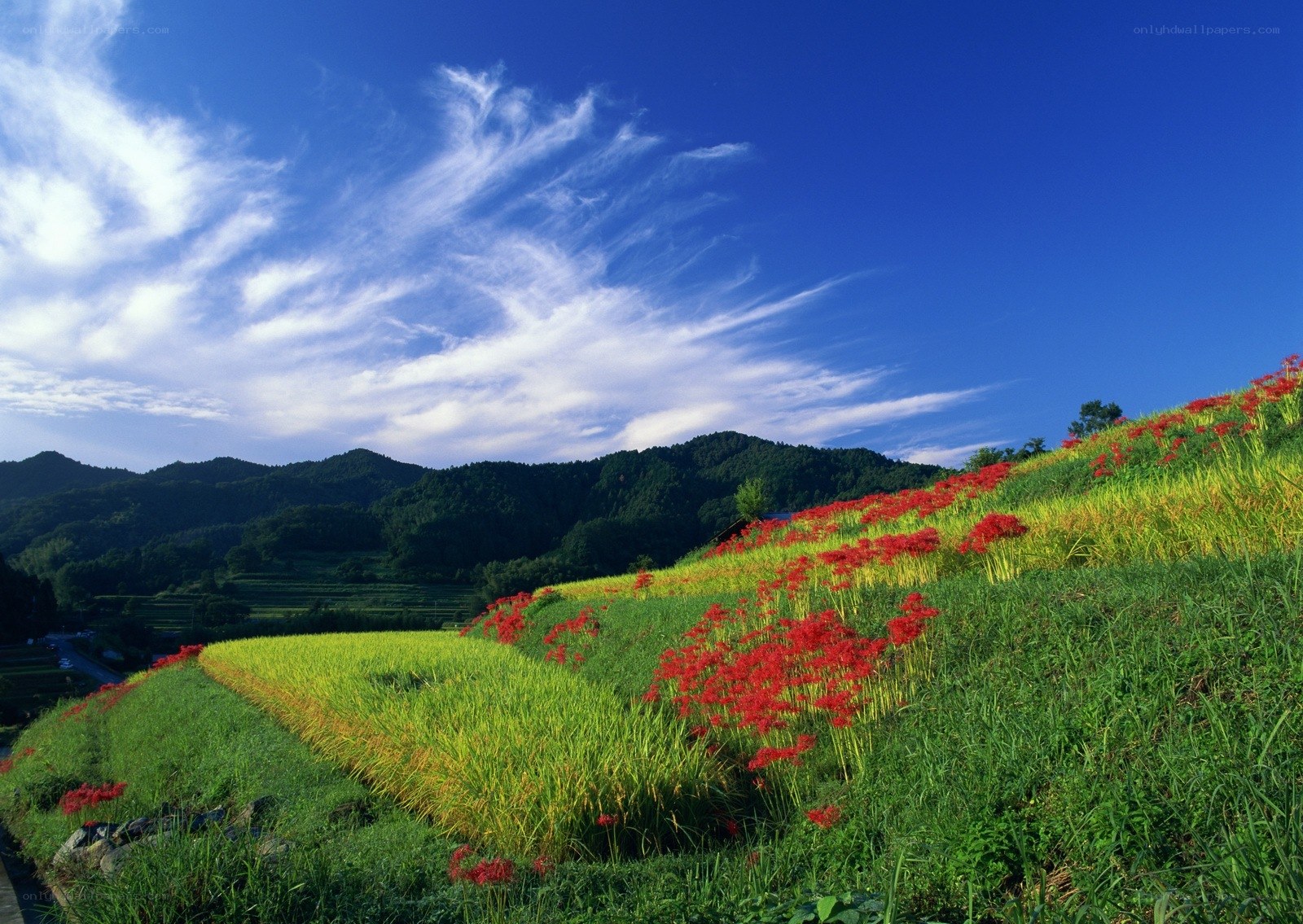 Red flowers on a green hillside