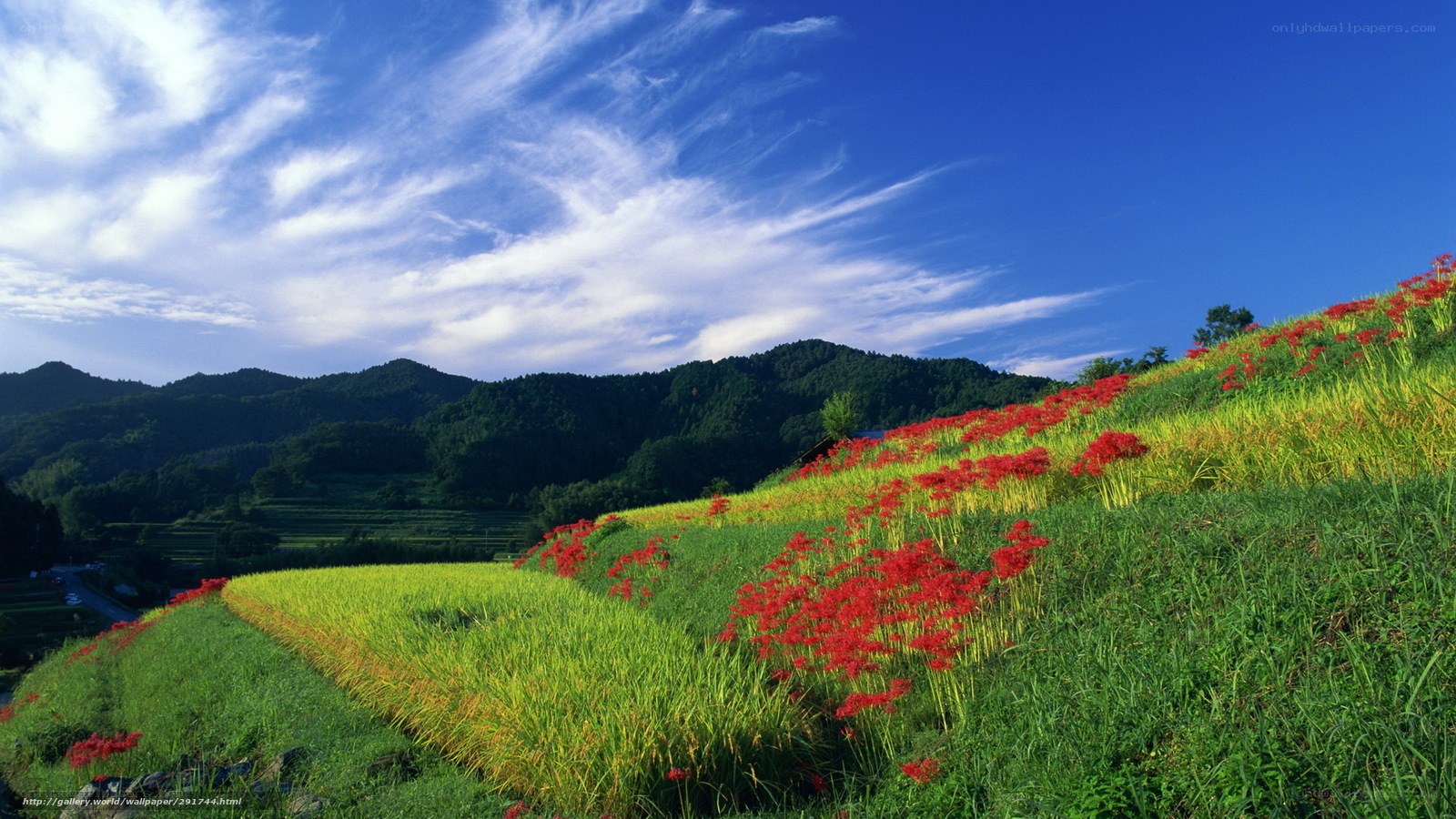 Red flowers on a green hillside