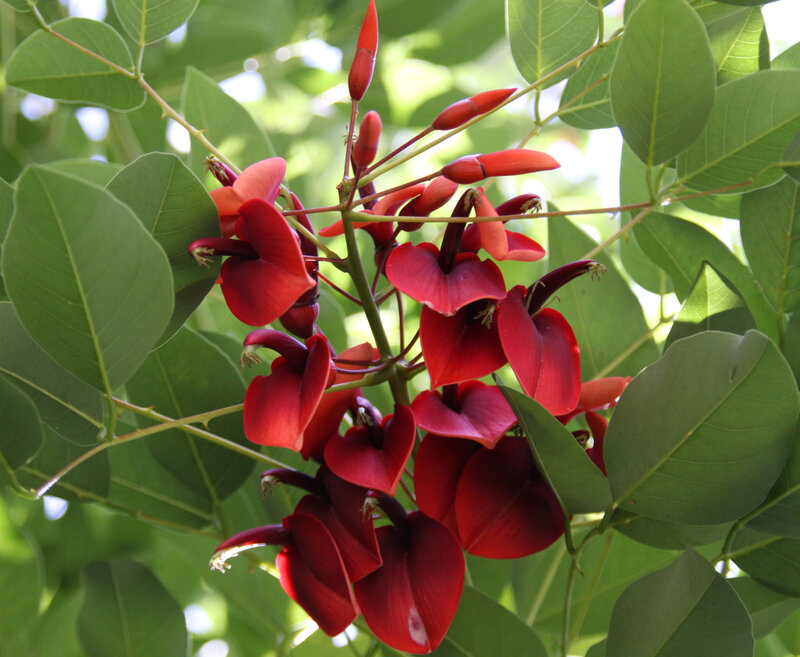 Red flowers on a green plant