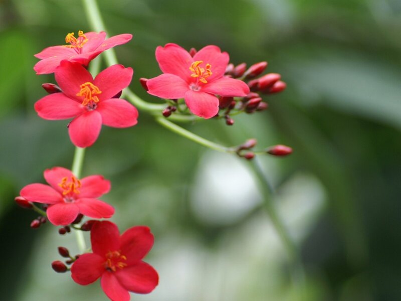 red flowers on a green stem