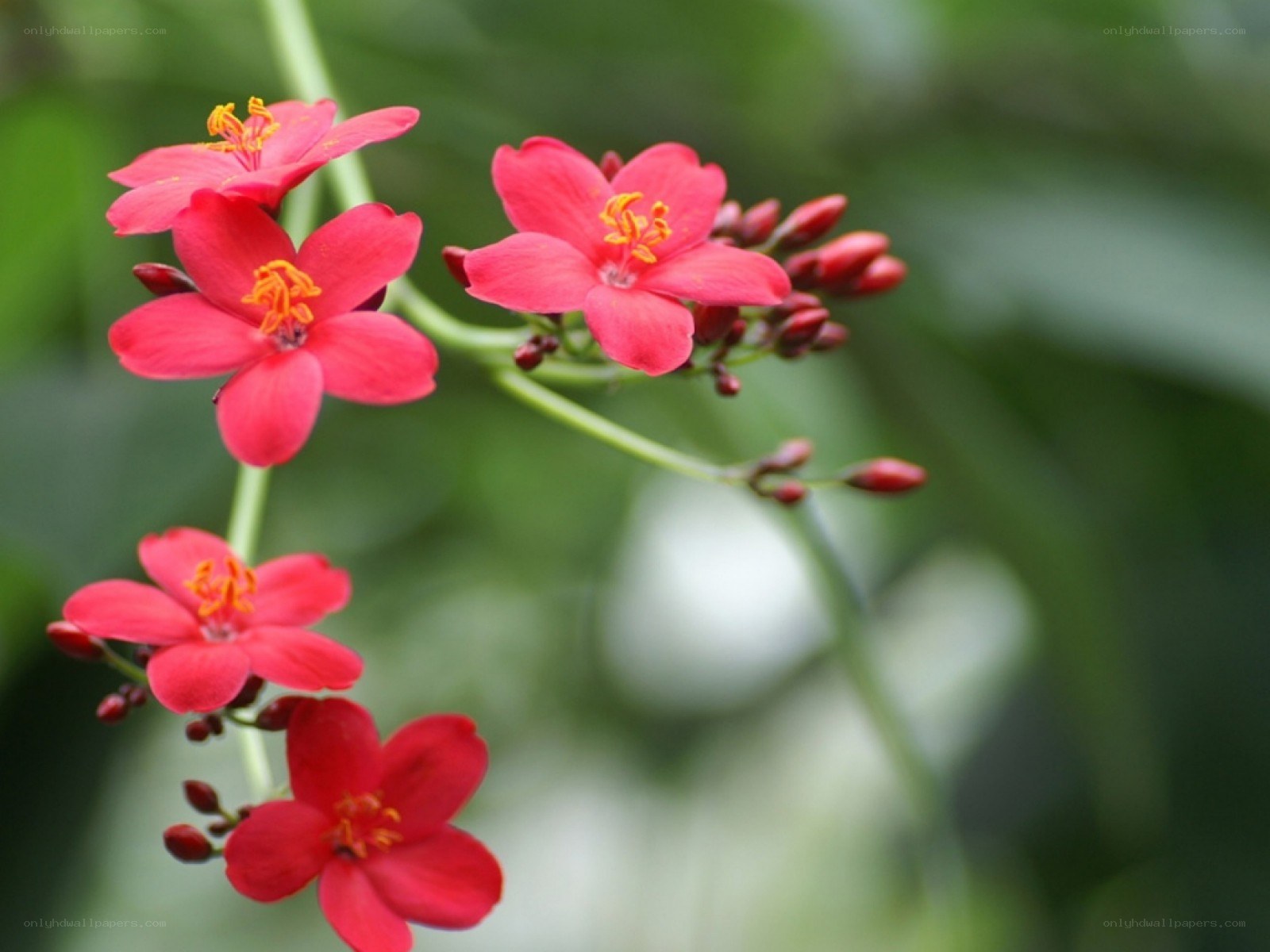 red flowers on a green stem
