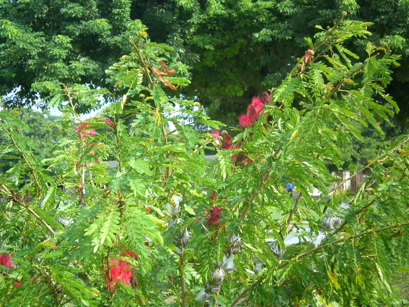 Red flowers on a green tree