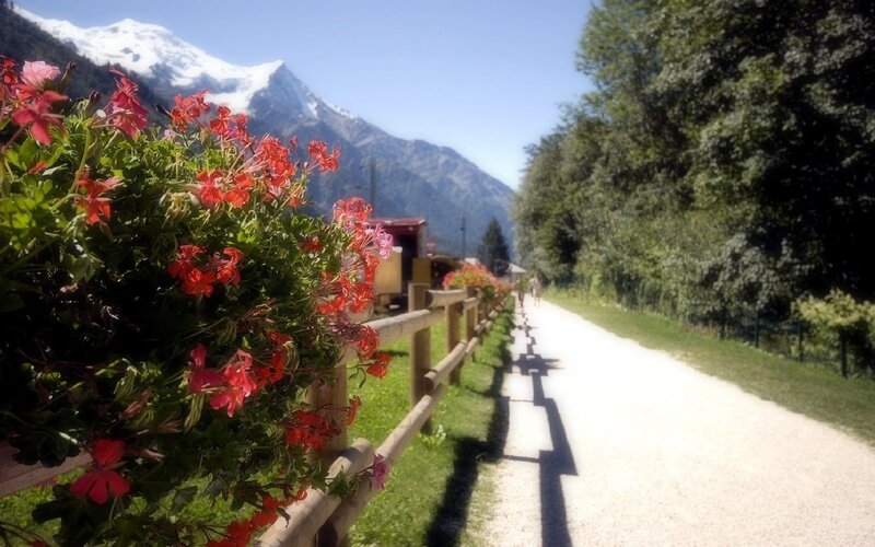 Red Flowers on a Path