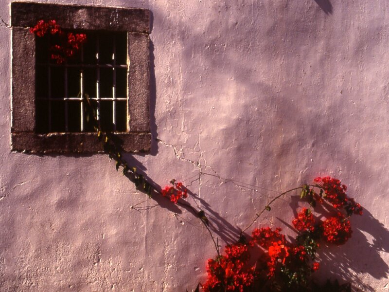 Red flowers on a pink wall
