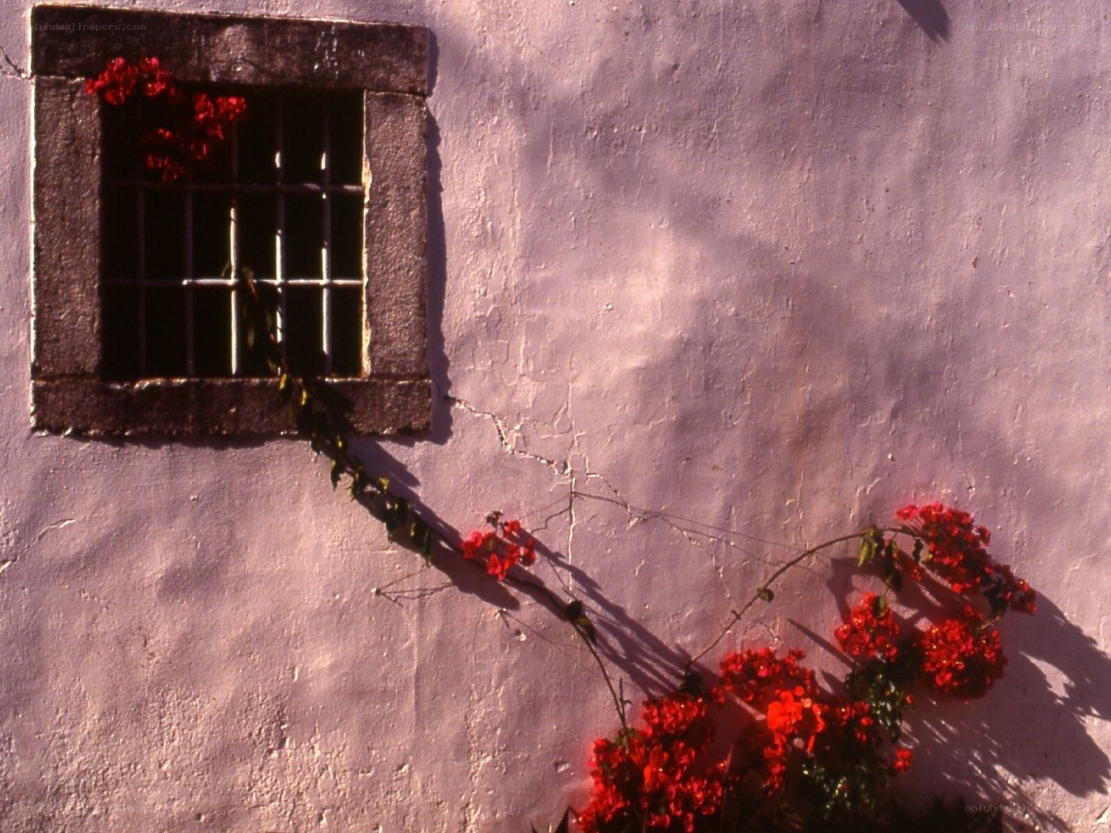 Red flowers on a pink wall