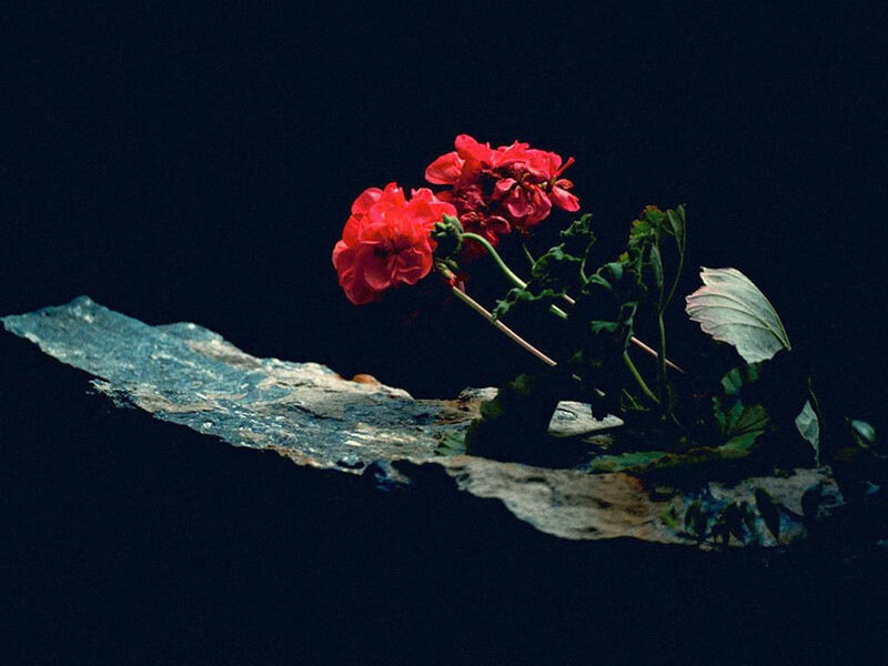 Red flowers on a rock