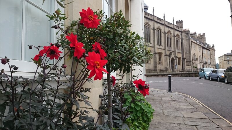 Red Flowers on a Sidewalk