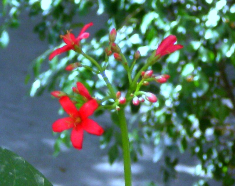 Red Flowers on a Stem