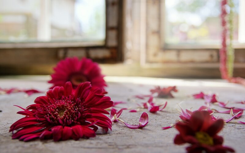 Red flowers on a stone surface