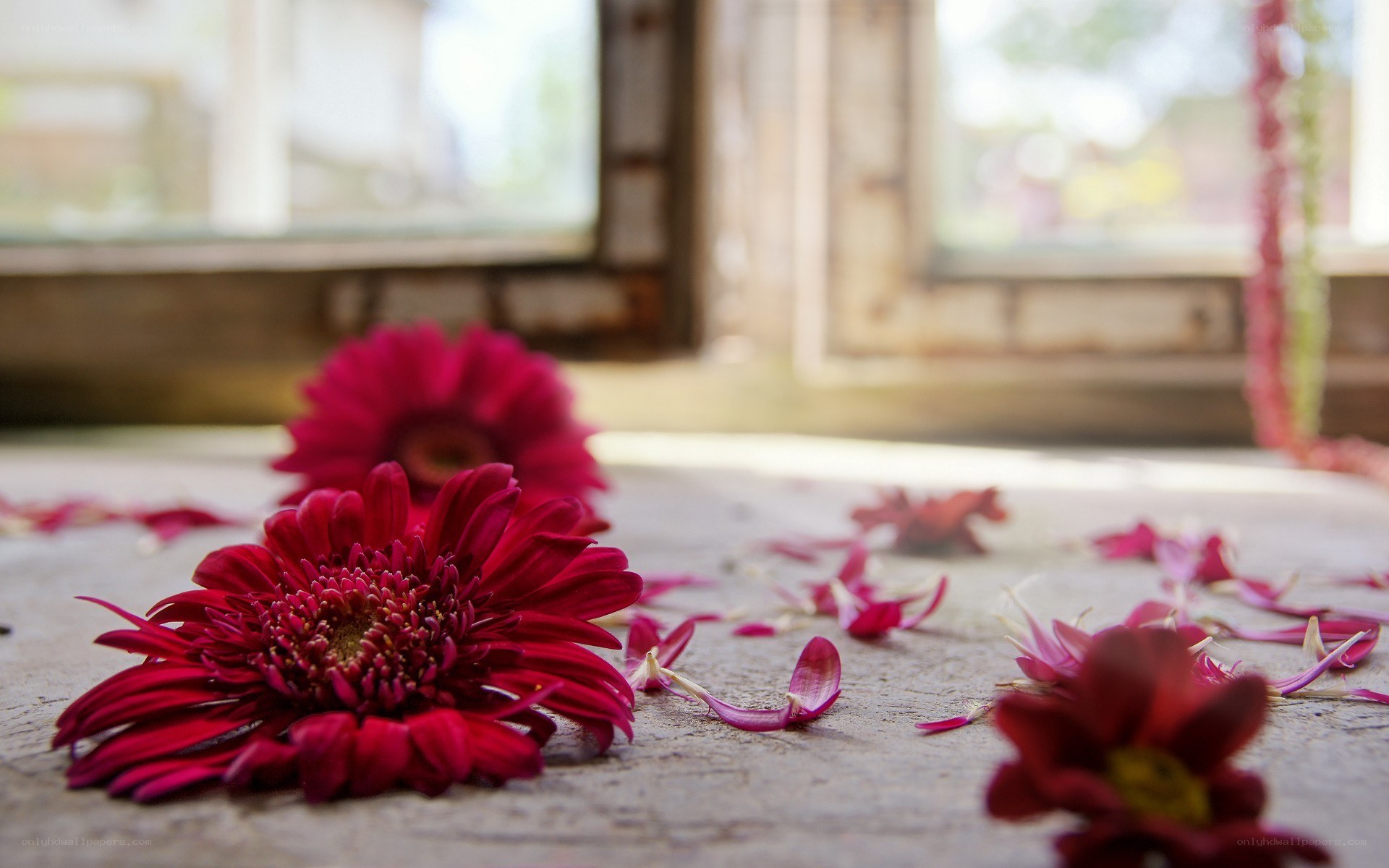 Red flowers on a stone surface