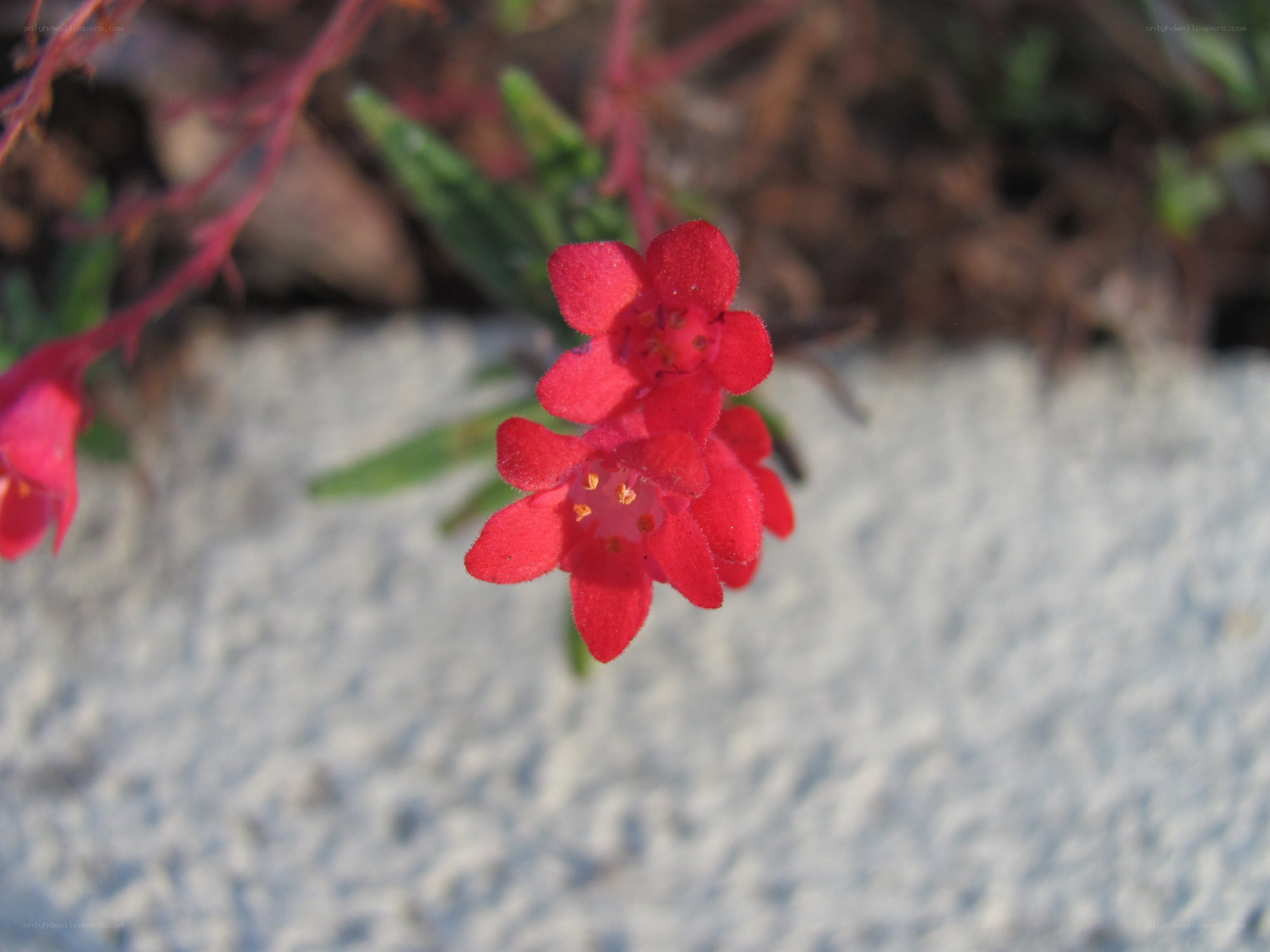 Red flowers on a stone wall