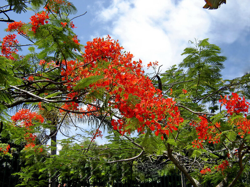 Red flowers on a tree